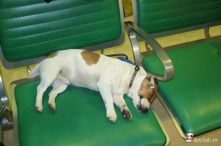 Джек спит в аэропорту