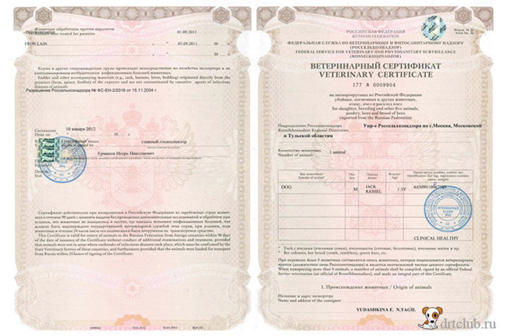 Международный сертификат