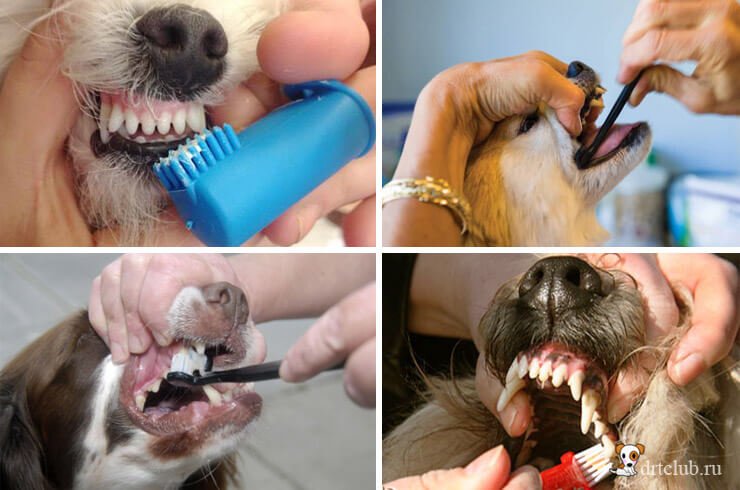 Чистить собаке зубы