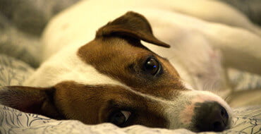 Как отучить собаку жевать одеяло