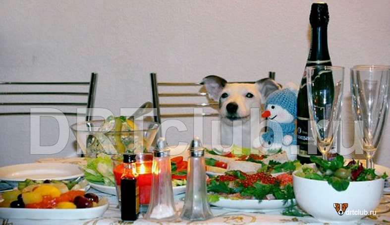 Собака за праздничным столом
