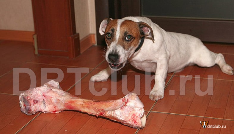 Собака съела кости: как оказать первую помощь