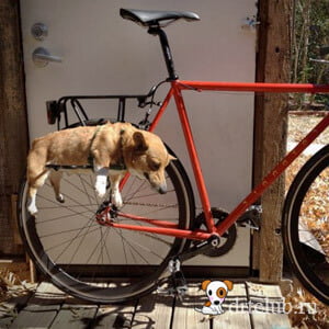С собакой на велосипеде