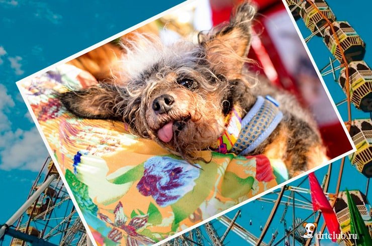 Победитель конкурса самая уродливая собака в мире 2019