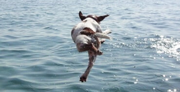 Учим собаку плавать