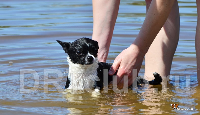 Собака в панике от купания в воде