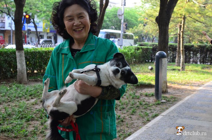 Китайцы любят собак