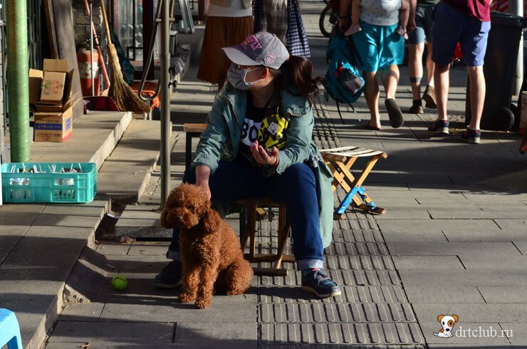 Собаки на городских улицах