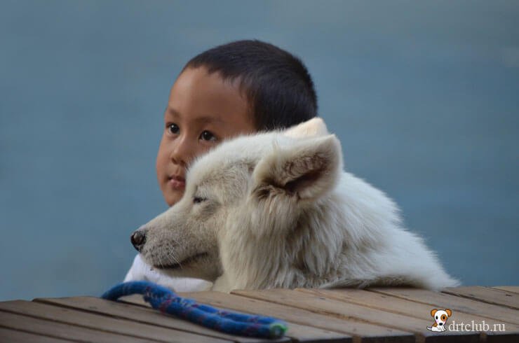 Фото китайских собак