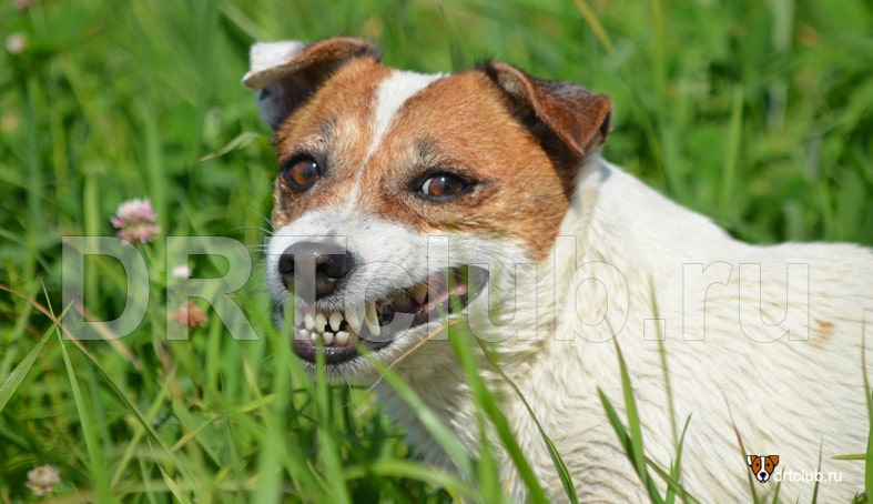 Собака щиплет траву на лужайке