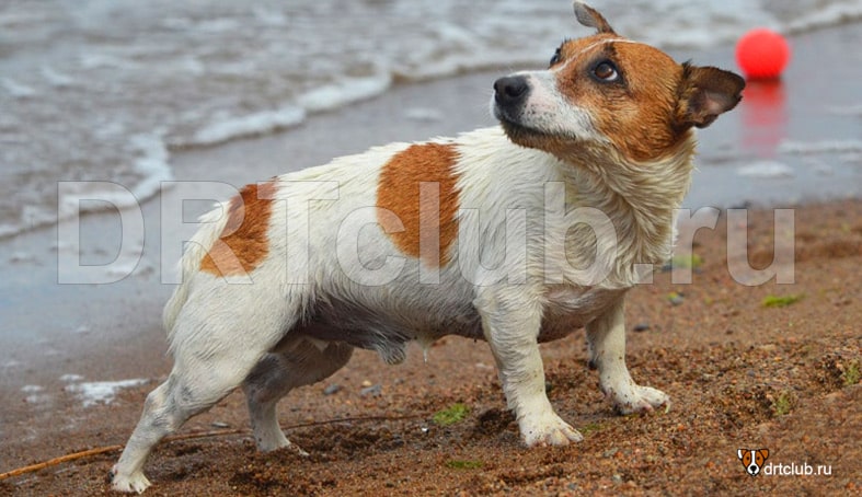 Пёс наглотался воды из залива