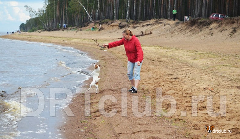 Собака резвится на пляже