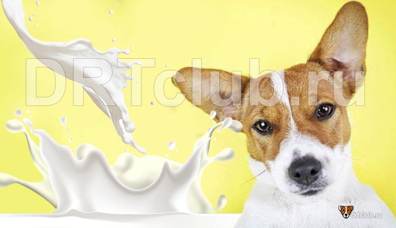 Молоко для собак: можно или нельзя