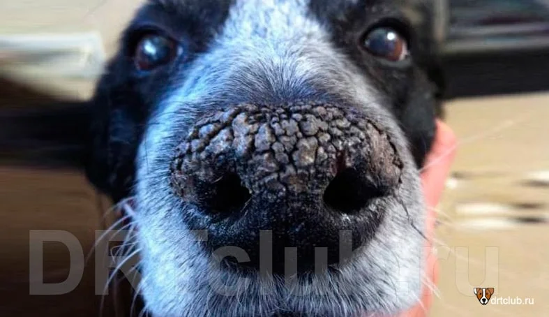 Мокрый и холодный нос у собаки — признак здоровья, или это миф