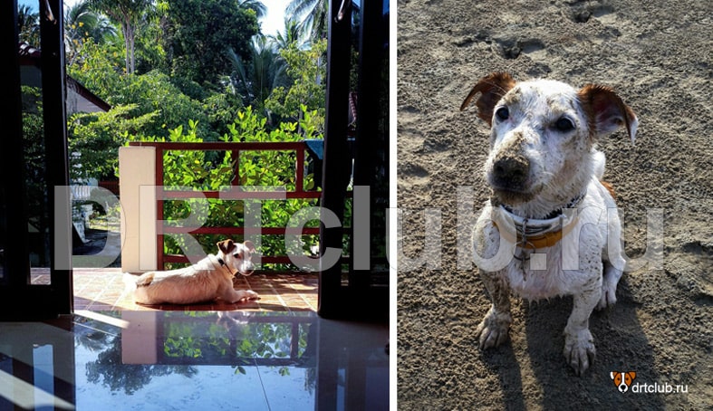 Проживание с собакой в Таиланде