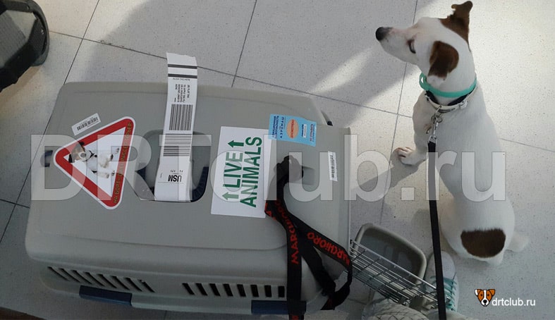 Переноска для перевозки собаки в Таиланд