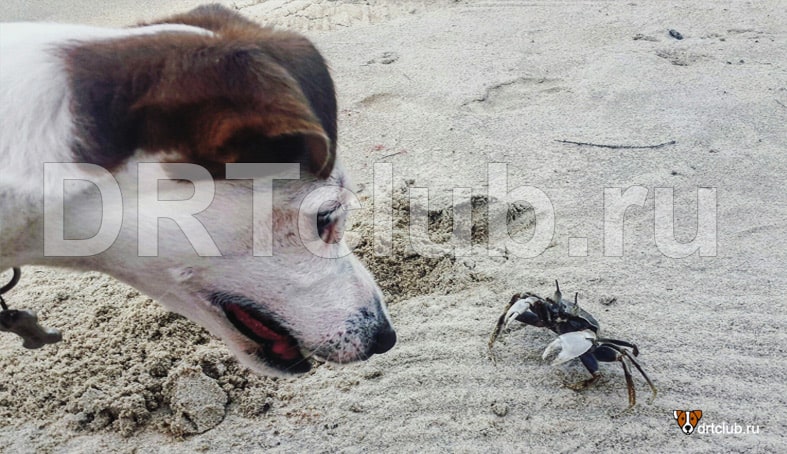 Собака охотится на крабиков на пляже
