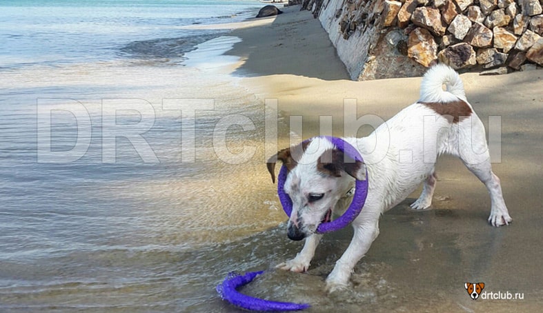 Собака на пляже в Таиланде