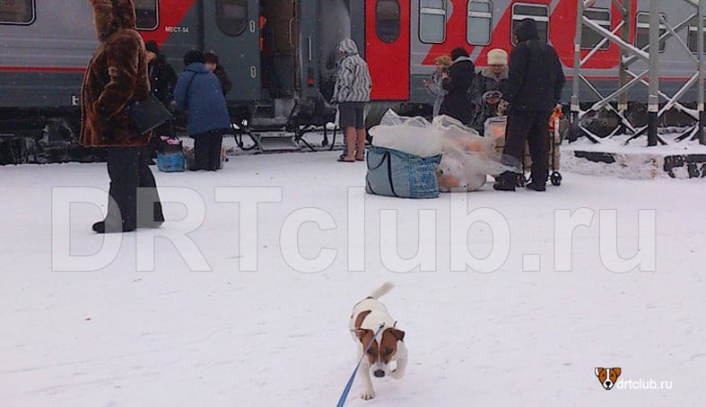 Перевозка собак в поезде: правила и документы