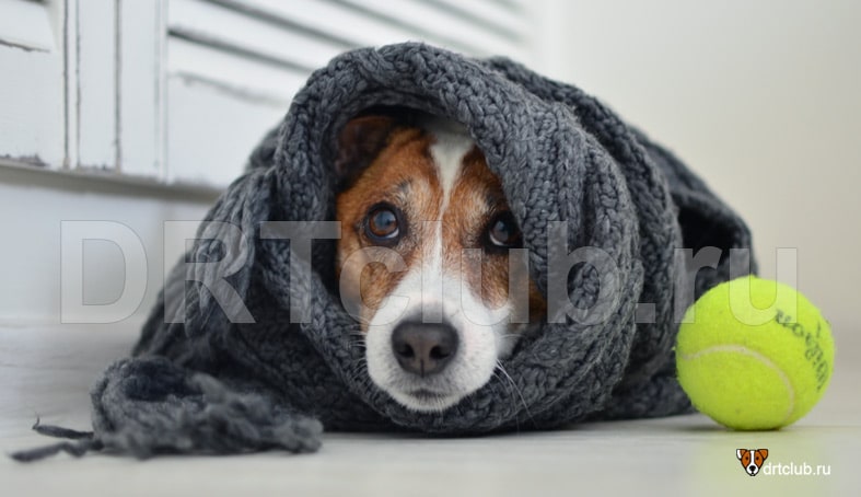 Основные причины простуды у собак