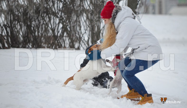 Активные прогулки с собакой зимой