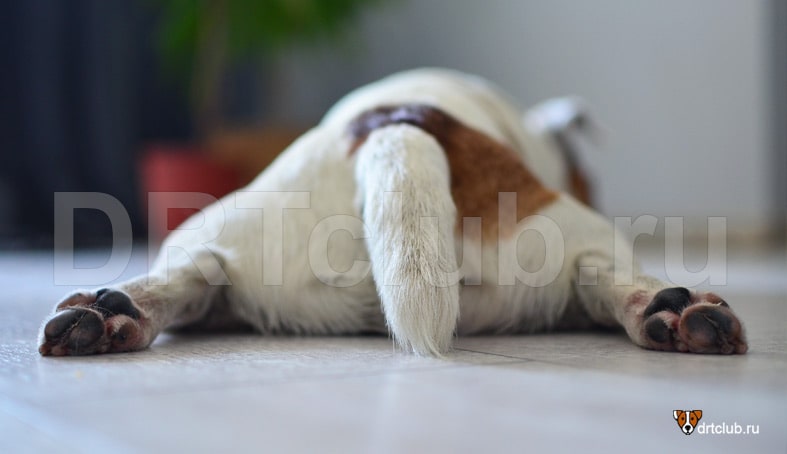 Как защитить подушечки лап у собаки