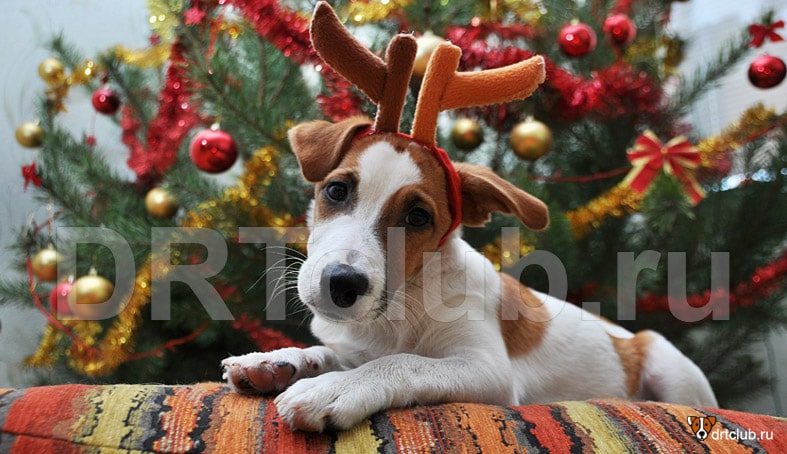 Праздничный костюм для собаки на новый год