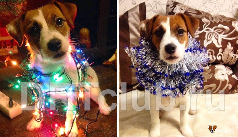 Как выбрать новогодний костюм собаке