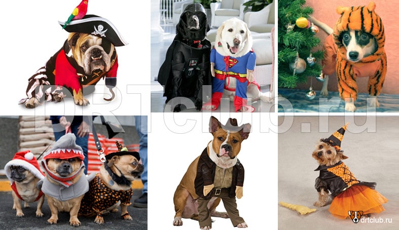 Варианты новогодних костюмов для собак
