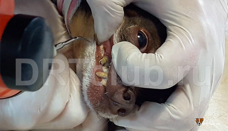 Удаление зубного камня у собак мелких пород