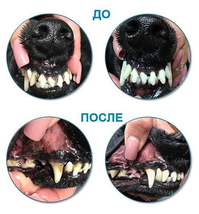 Зубы собаки до и после чистки