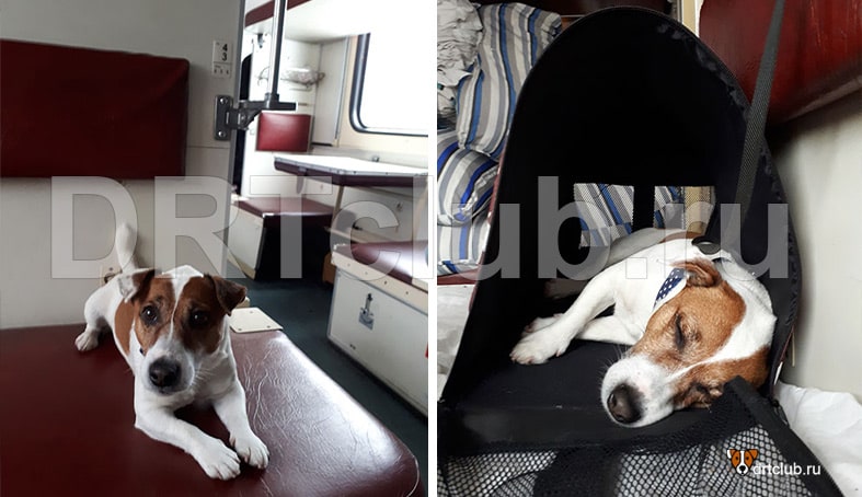 Какая переноска нужна для собаки в поезд