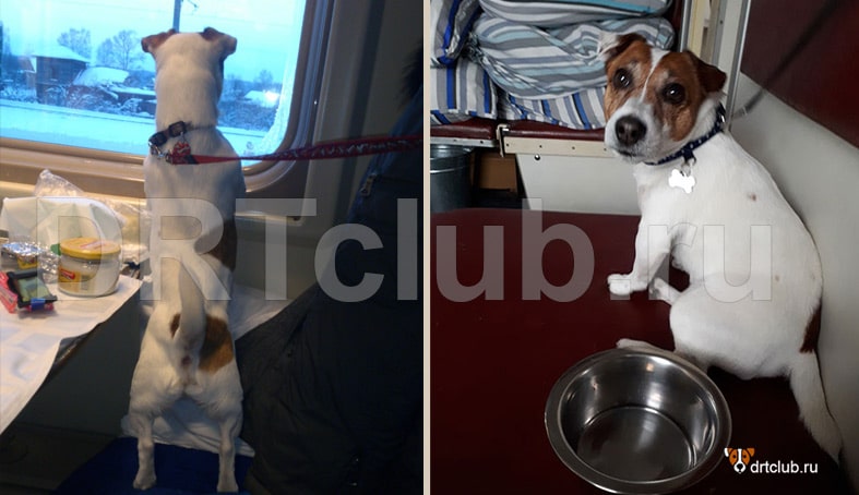 Правила перевозки собак в поезде