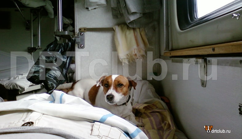 Собака в вагоне поезда РЖД