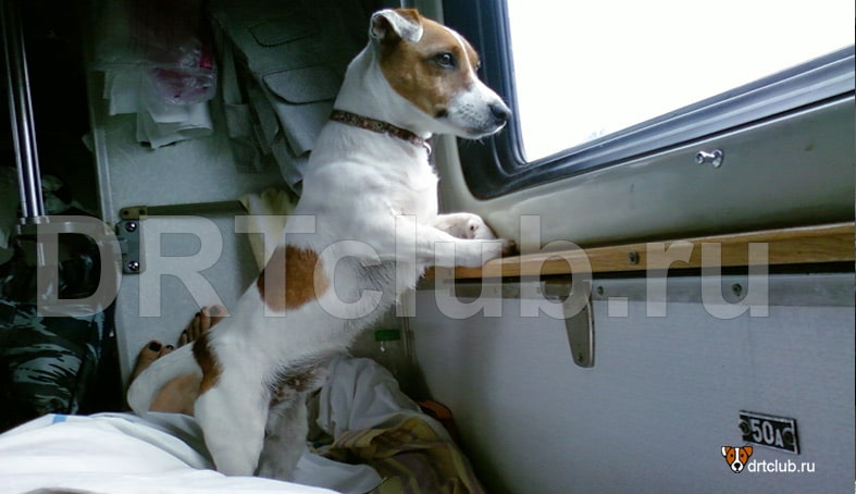 Как перевезти собаку в поезде по стране