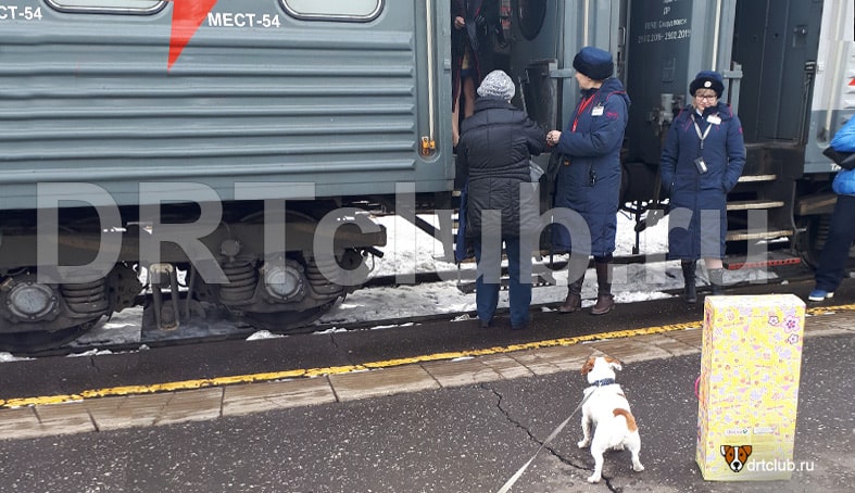 Перевозка собак в поезде РЖД