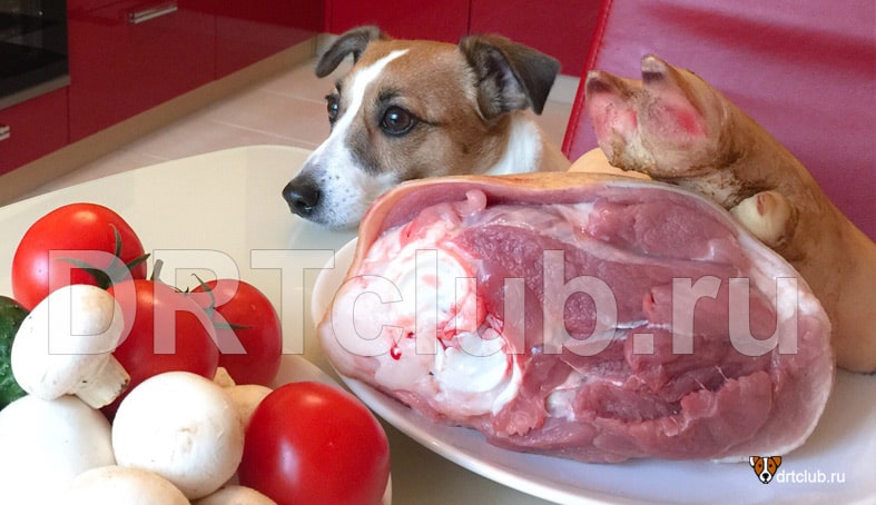 Каким мясом можно кормить собаку