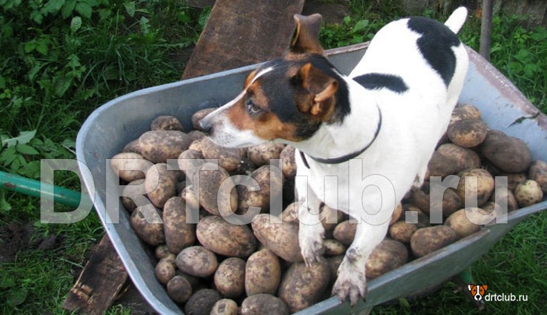 Картофель вреден для собак