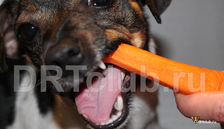 Можно собаке давать морковку
