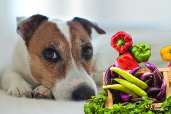 Свежие овощи в рационе животного