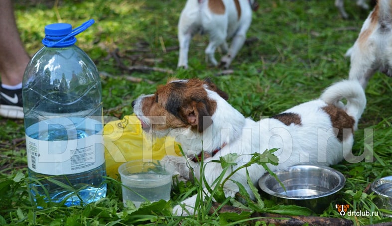 Почему собака пьет много воды, причины