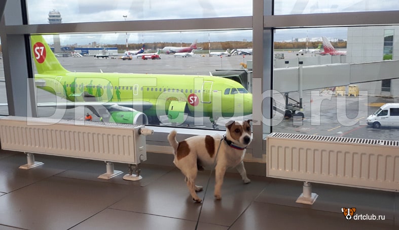 Как перевезти собаку в самолете по России