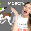 Вирус бешенства у собак