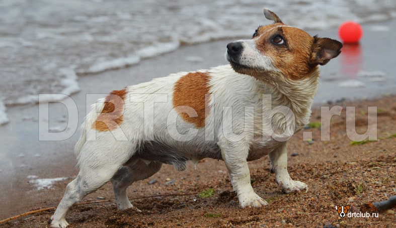 Собака перекупалась в море