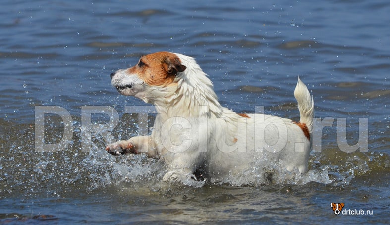 Учим собаку плавать без страха