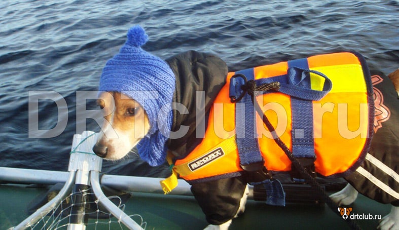 Собака на лодке в плавательном жилете