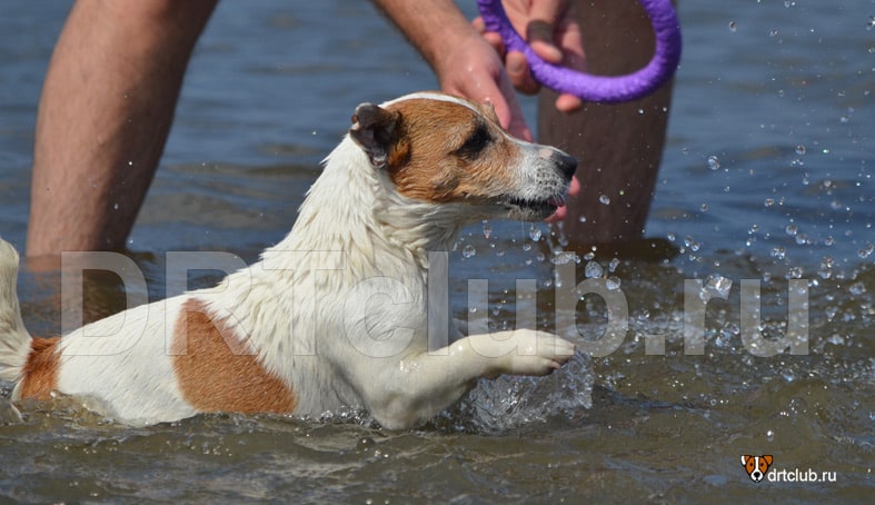 Собака боится плавать, как научить