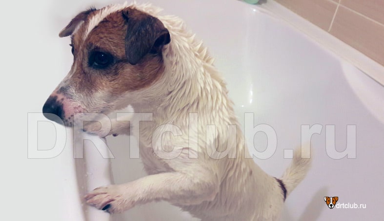 Собаки не любят мыться в ванной