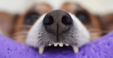 Как промыть нос собаке в домашних условиях | Hill's