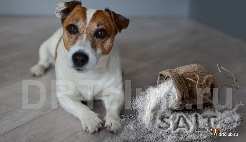 Соль для собак: можно или нельзя